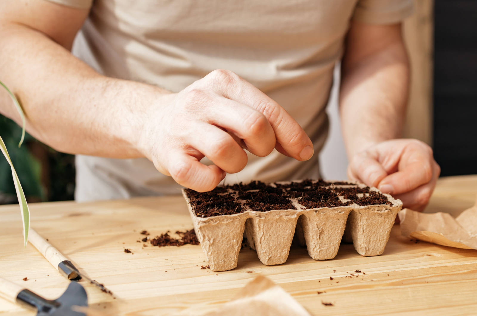 man sowing seeds in Biodegradable peat tray