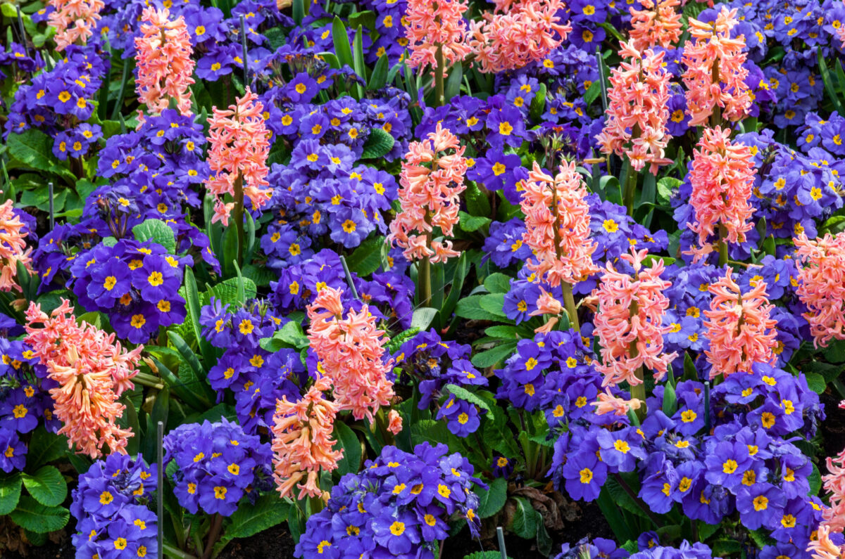 19 Beautiful Annual Flower Bed Combinations For A Show Stopping Flower ...