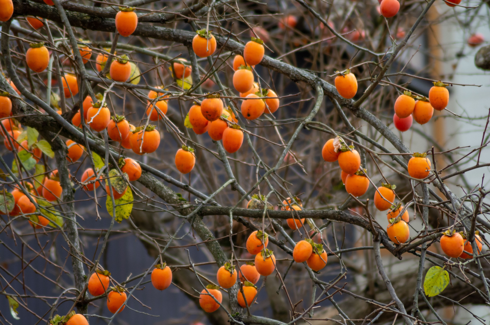 orange persimmon fruits on the branches