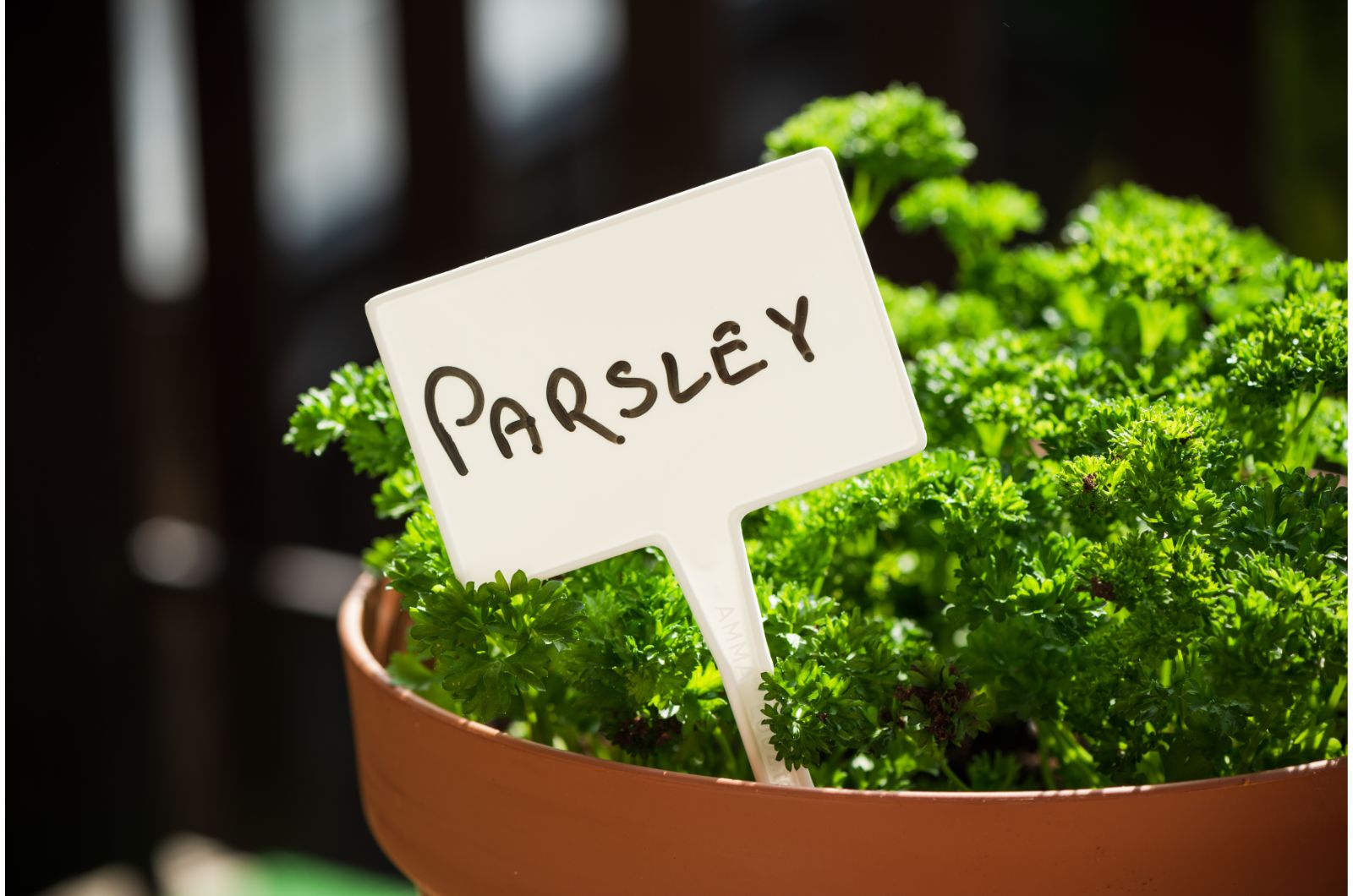 parsley in pot with nameplate