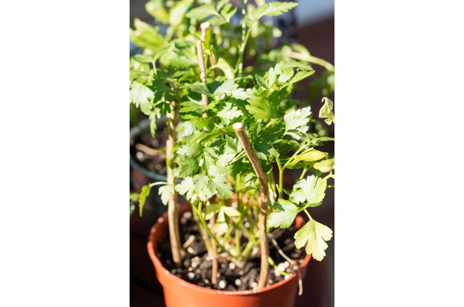 parsley in pot with supporting sticks