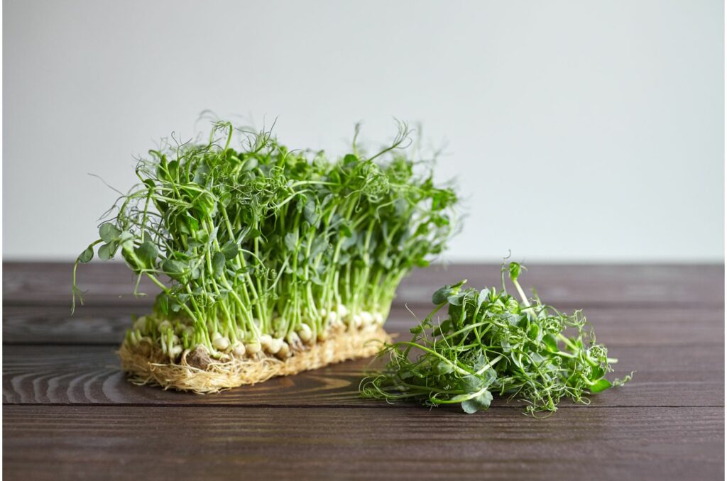 The Reason You Should Start Peas Now + How To Grow Them