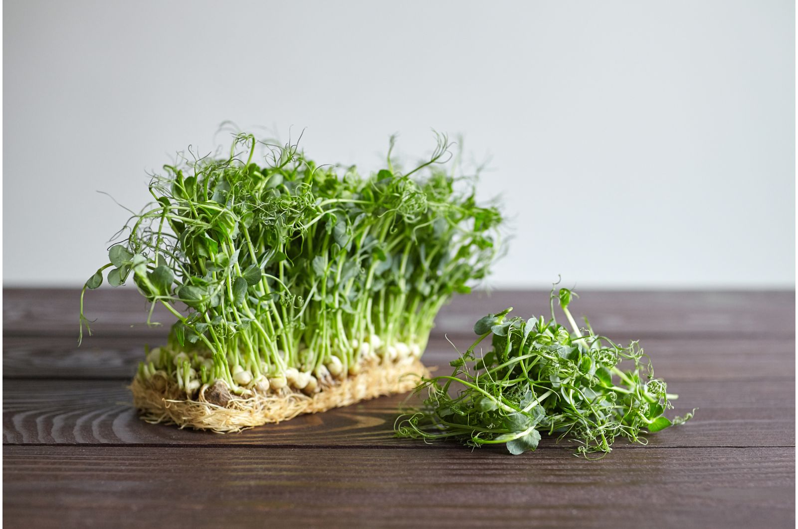 pea microgreen sprouts