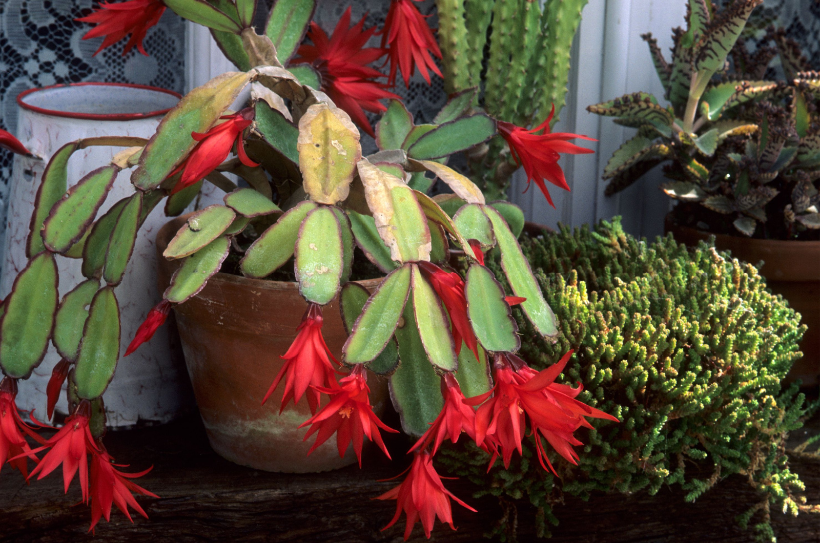photo of blooming easter cactus