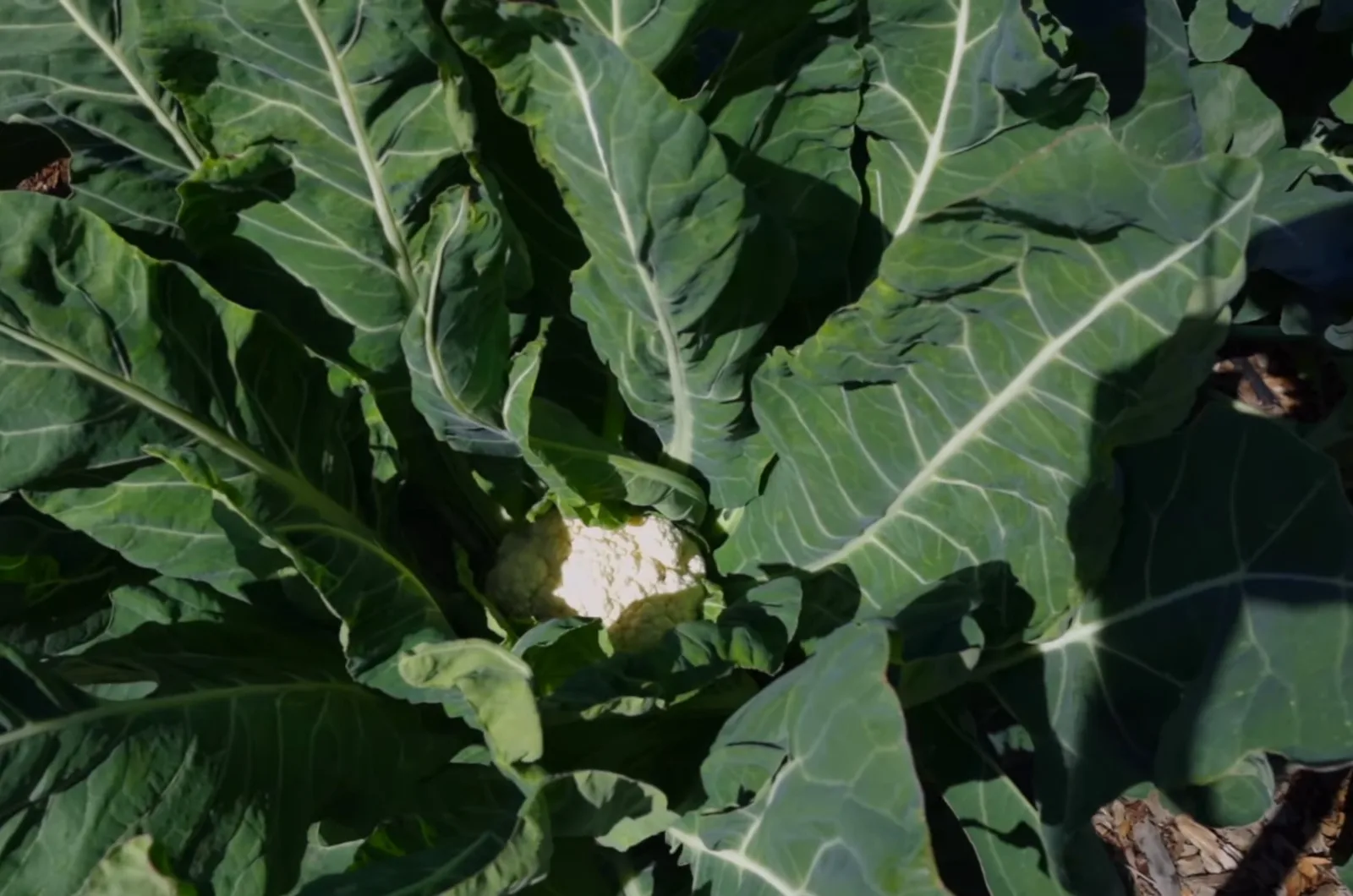 5 Vegetable Groups To Plant In February In Zones 910