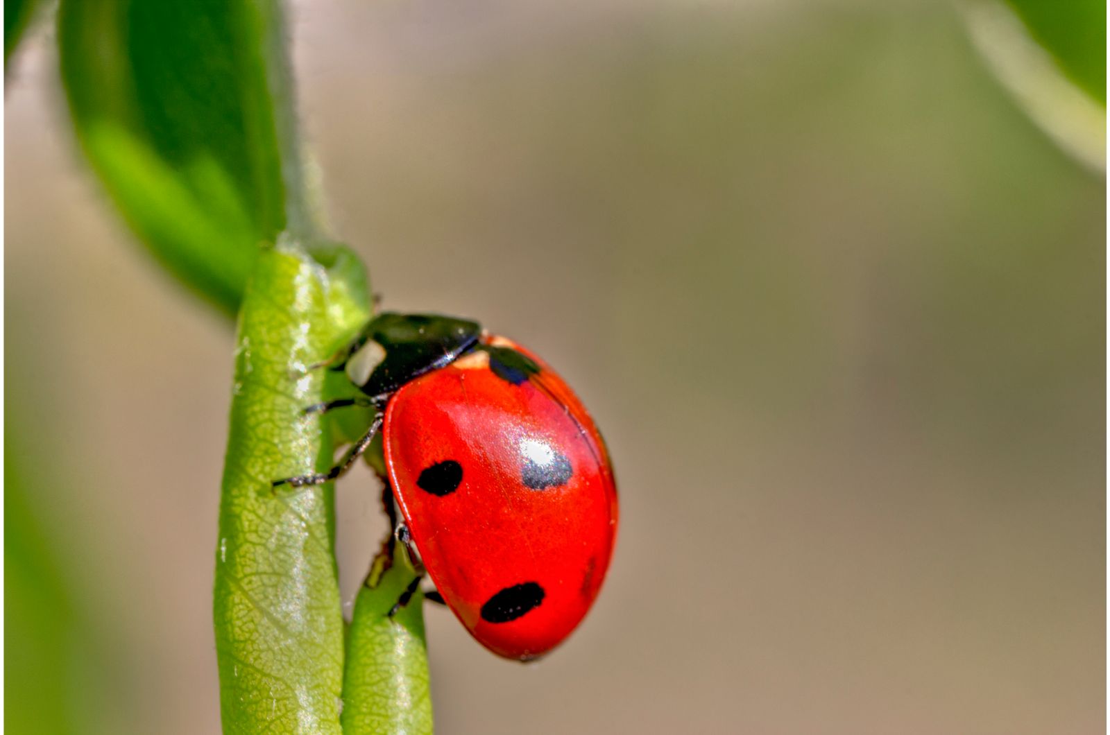 photo of ladybug