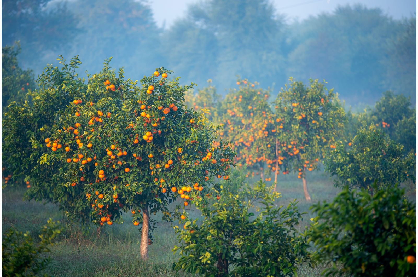 photo of mango trees