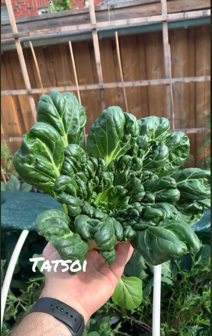 photo of tatsoi vegetable
