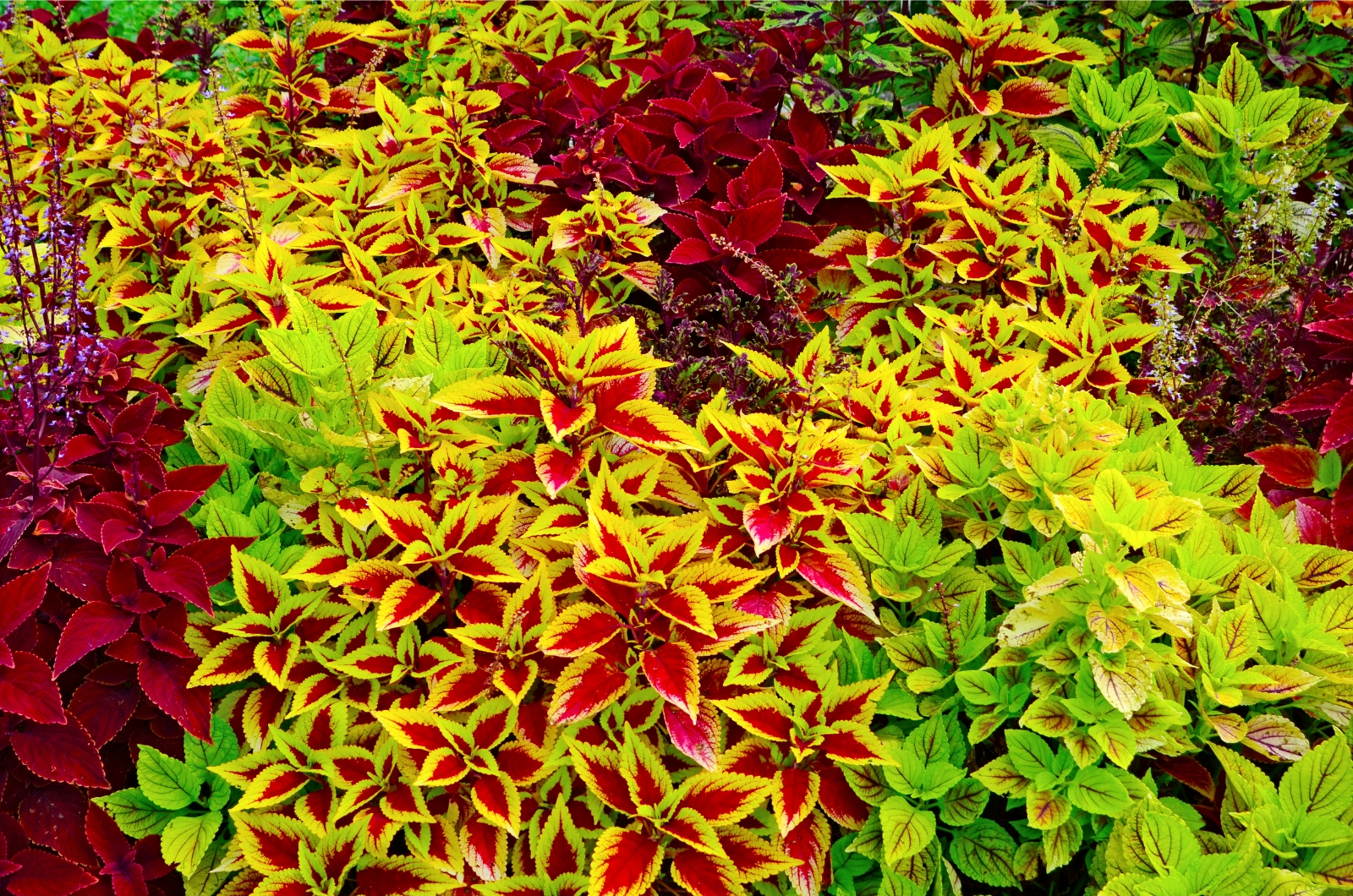 photo of yellow and red coleus