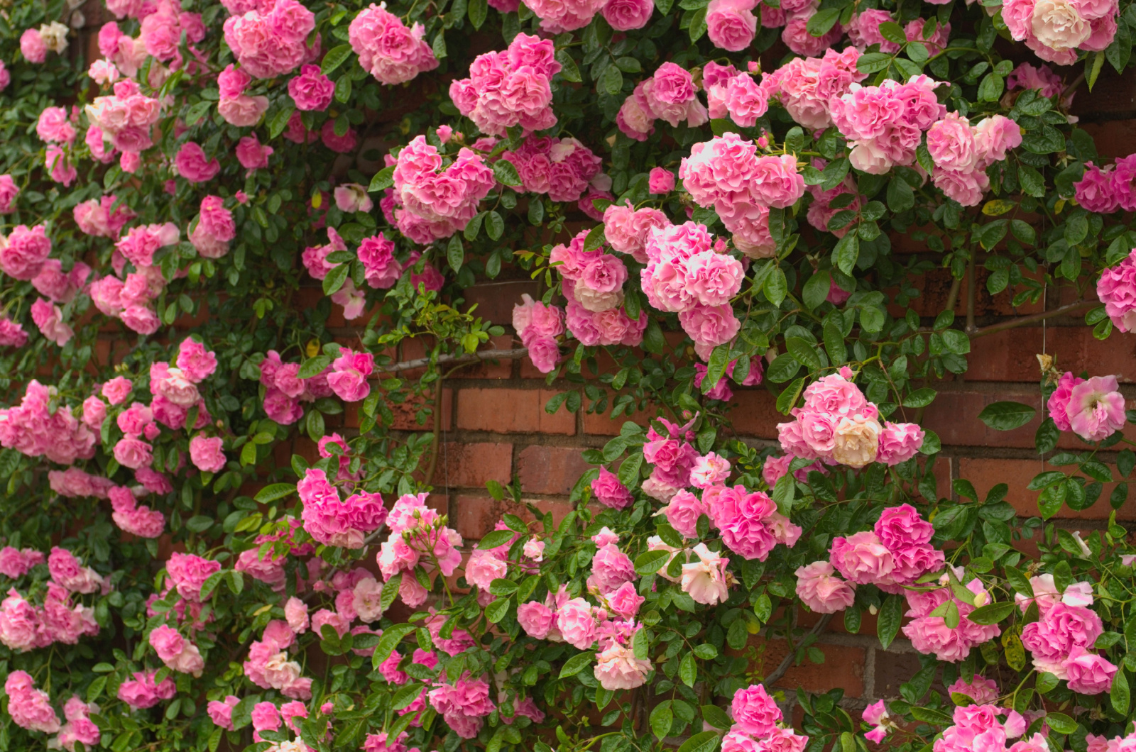 pink climbing roses in full bloom