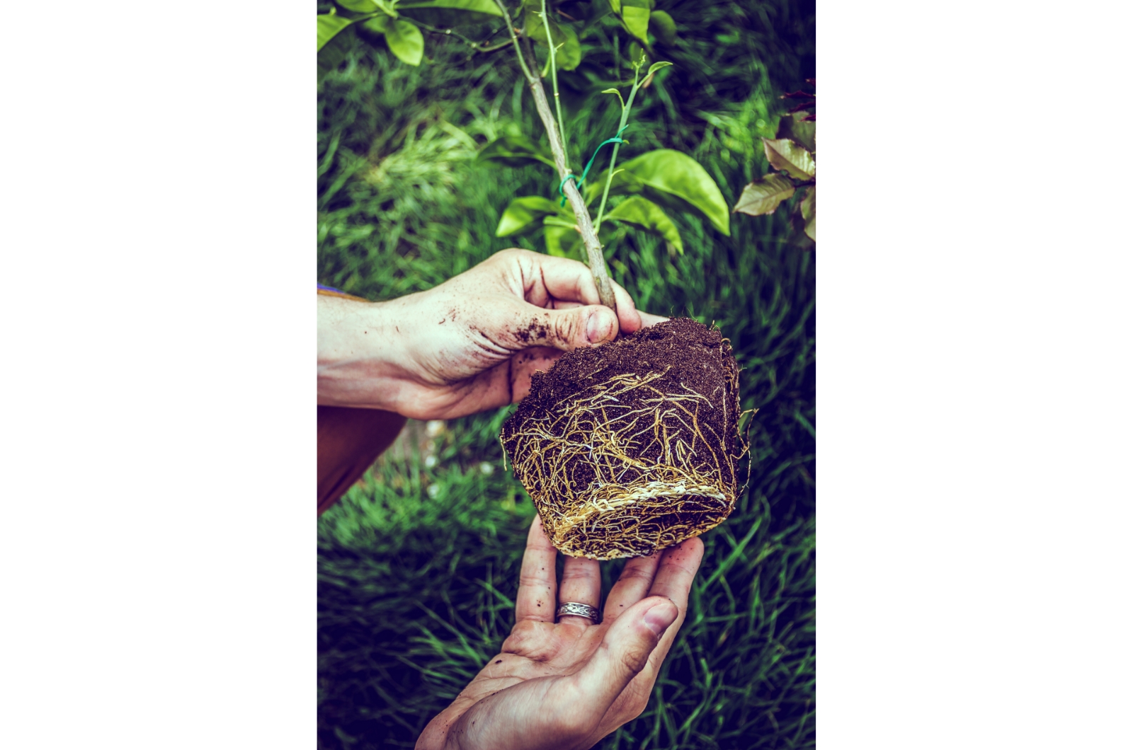 plant seedling with roots