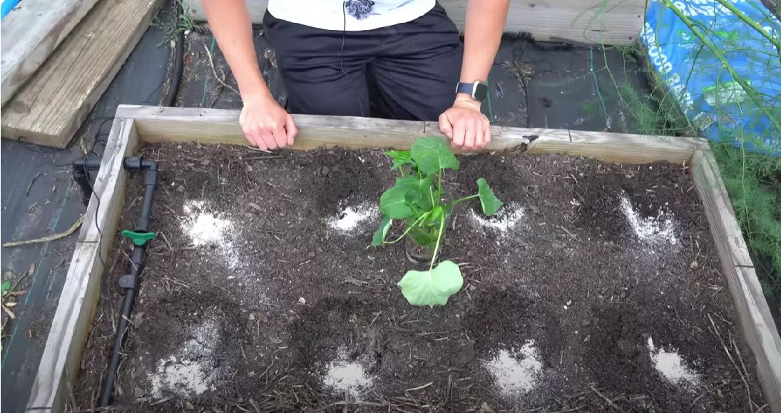 planting sweet potatoes slips