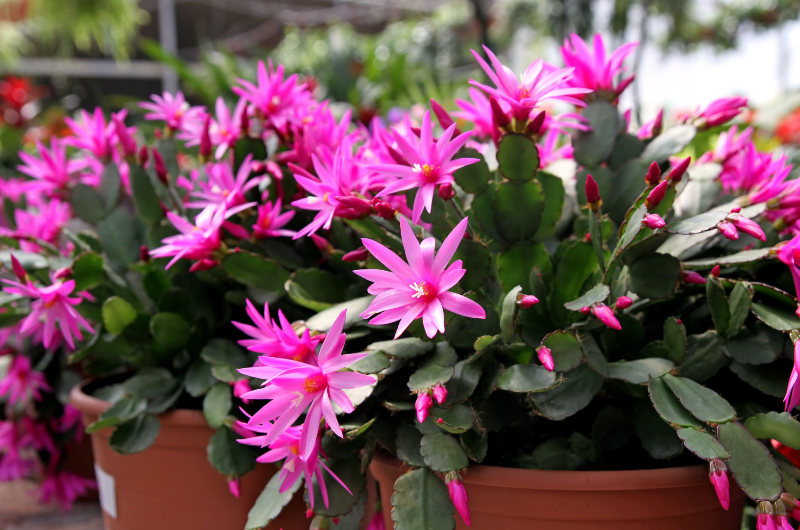 potted easter cactuses in full bloom
