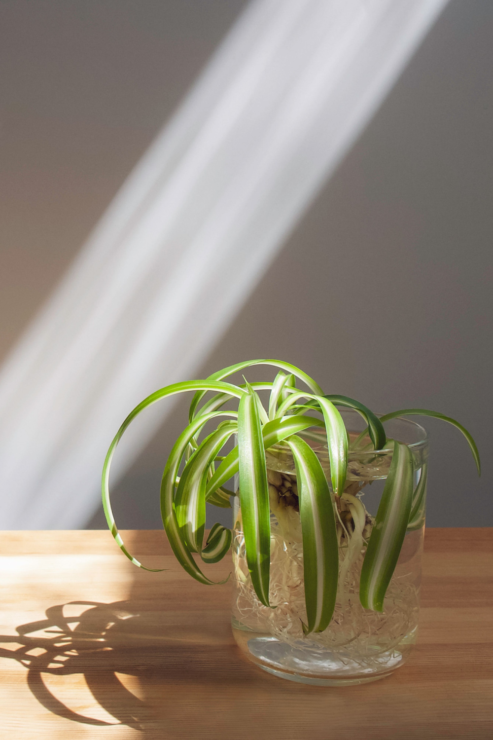 propagating curly spider plant