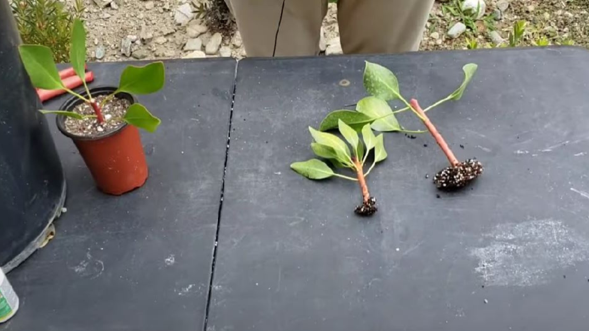 protea plant cutting propagation