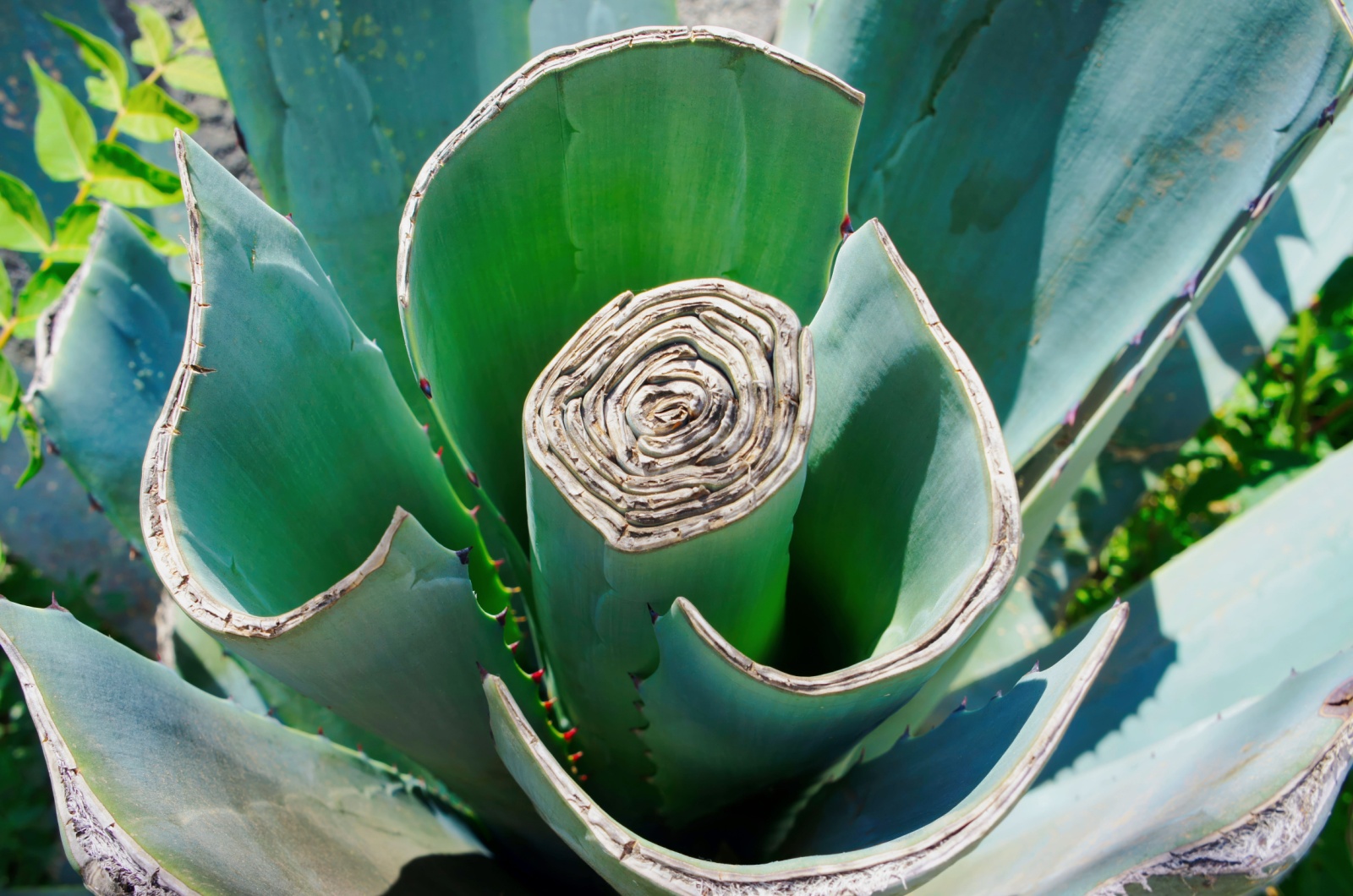 pruning agave plant