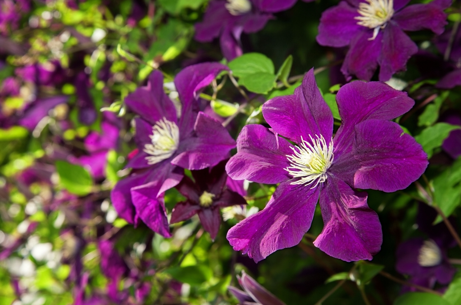 purple clematis niobe flowers
