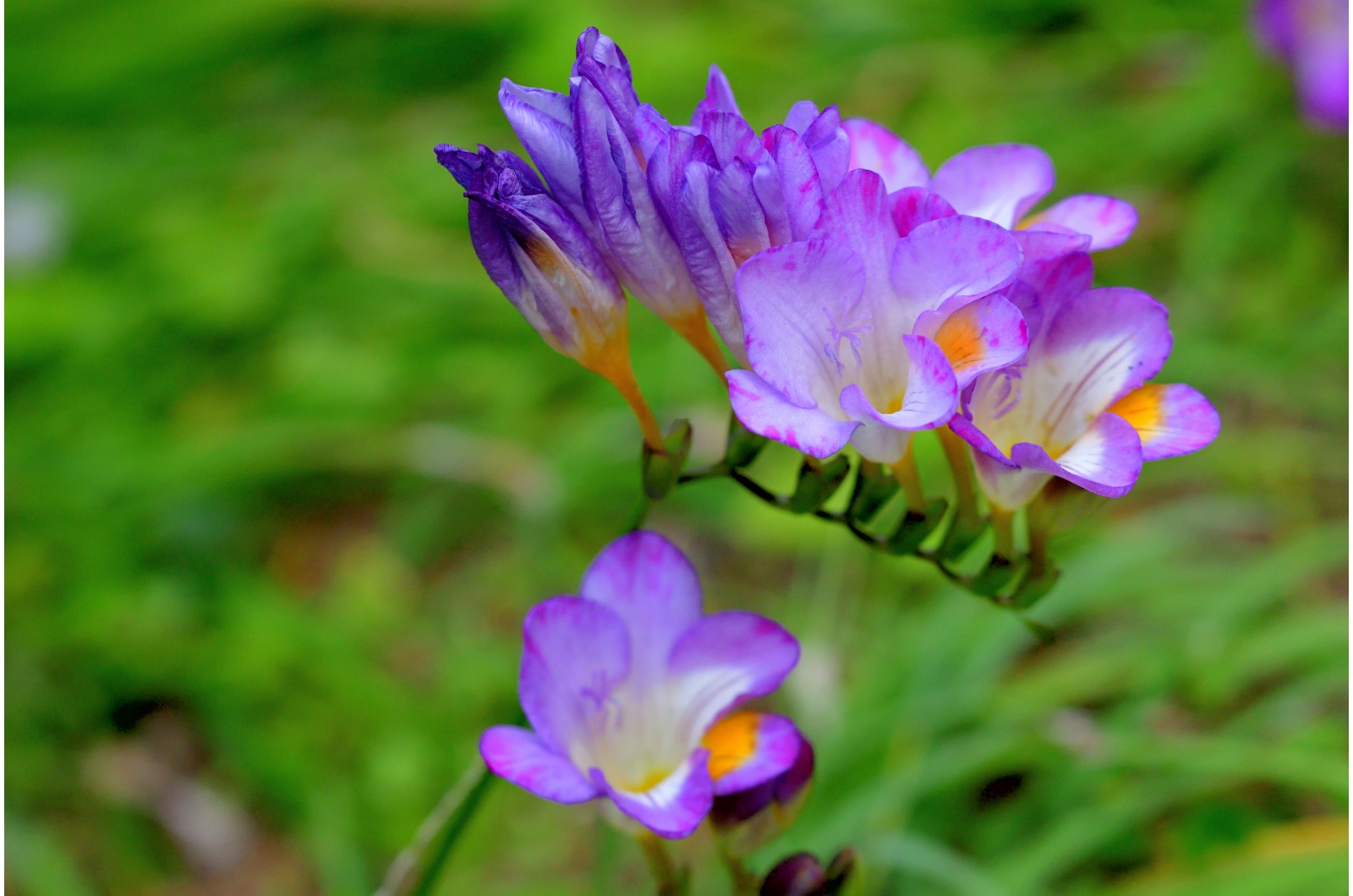 purple freesia flower