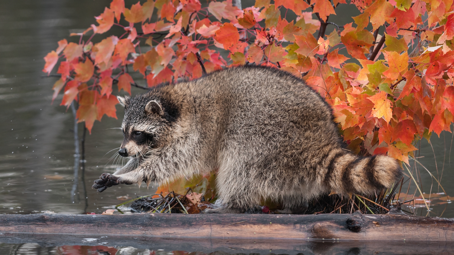 raccoon washes its hands