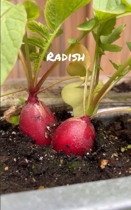 radish growing in garden