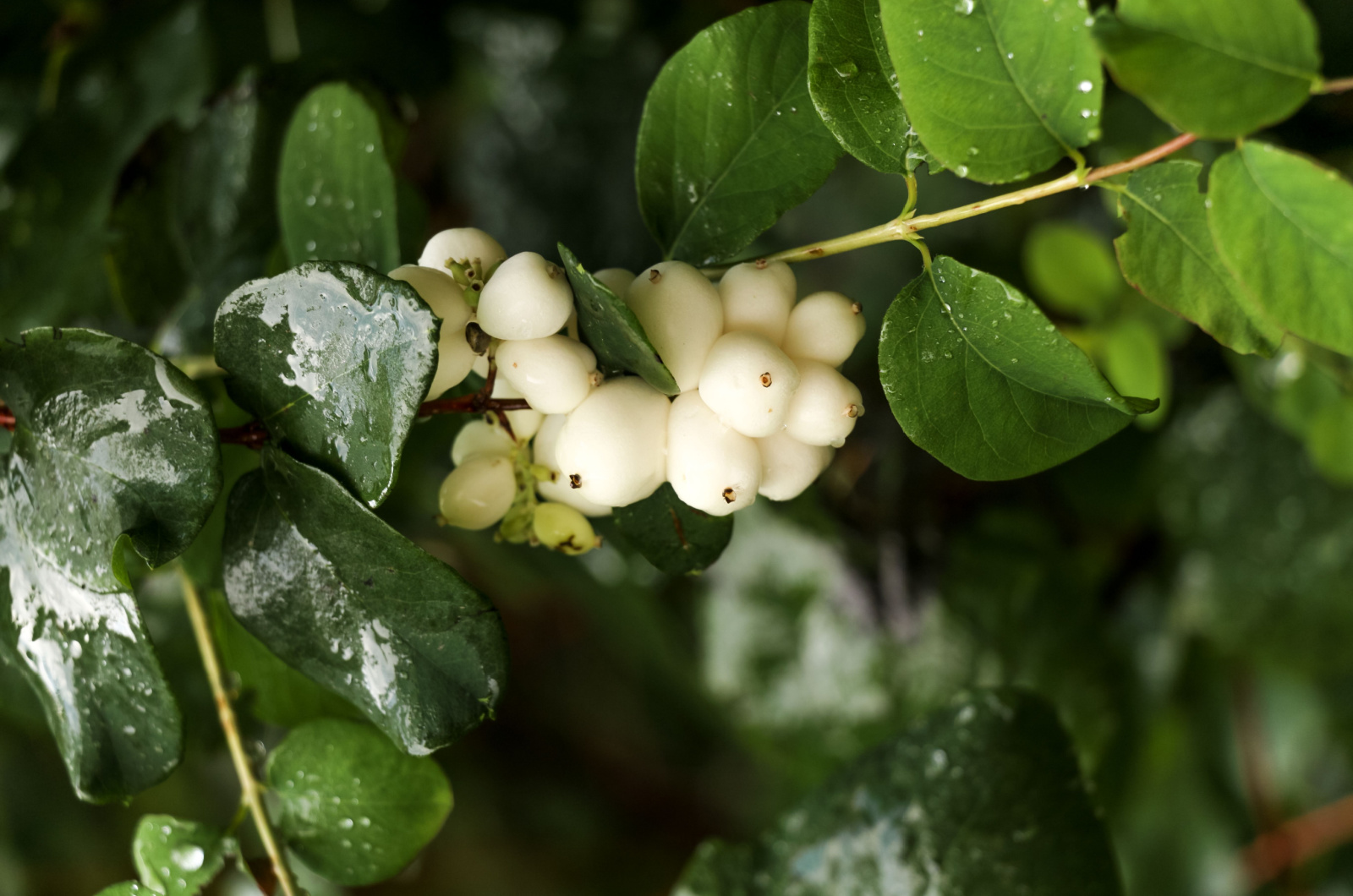 rain drops on leaves and blossoms of a snowberry