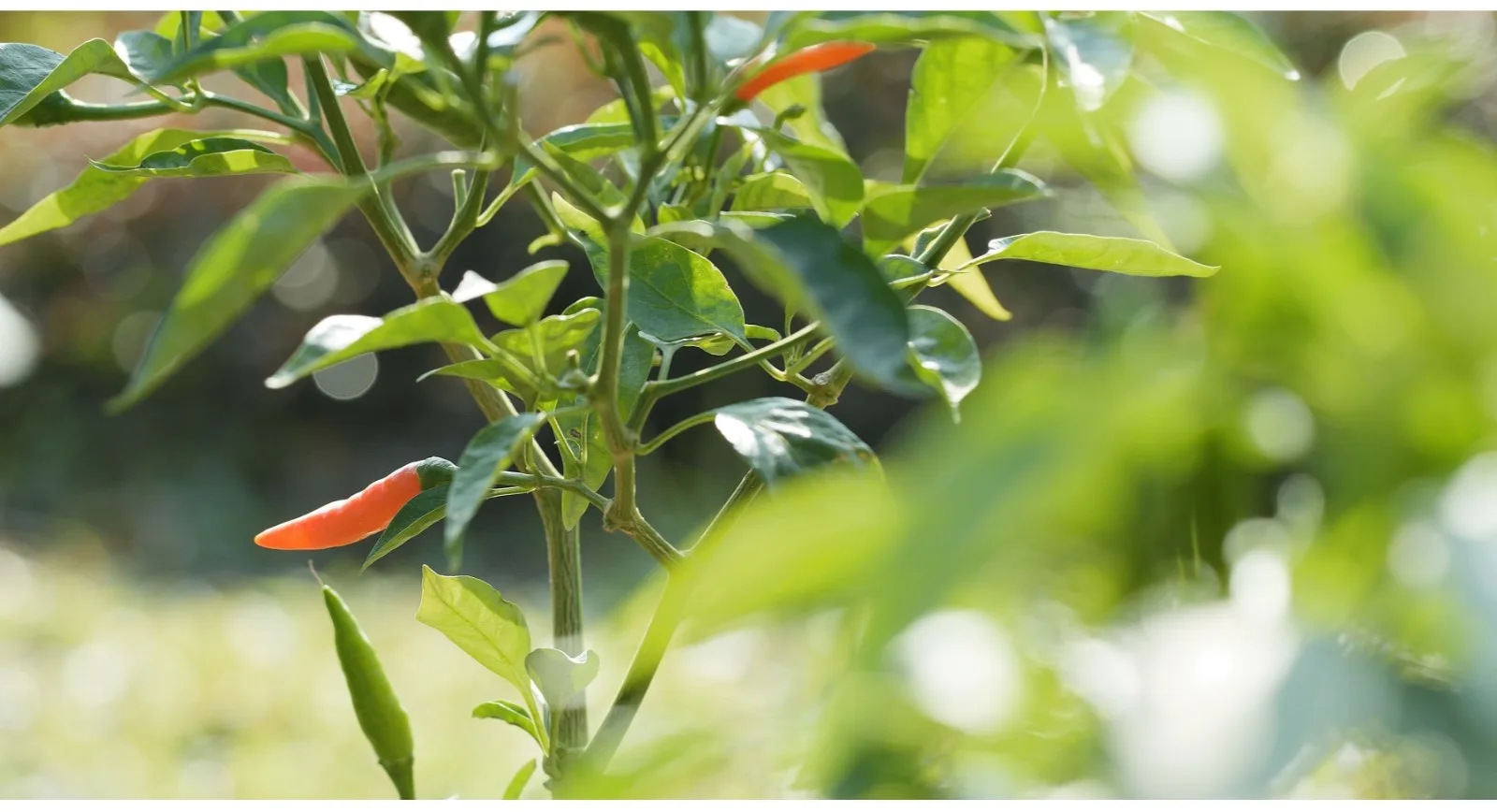 How To Grow Chilli Peppers For A Long And Bountiful Harvest