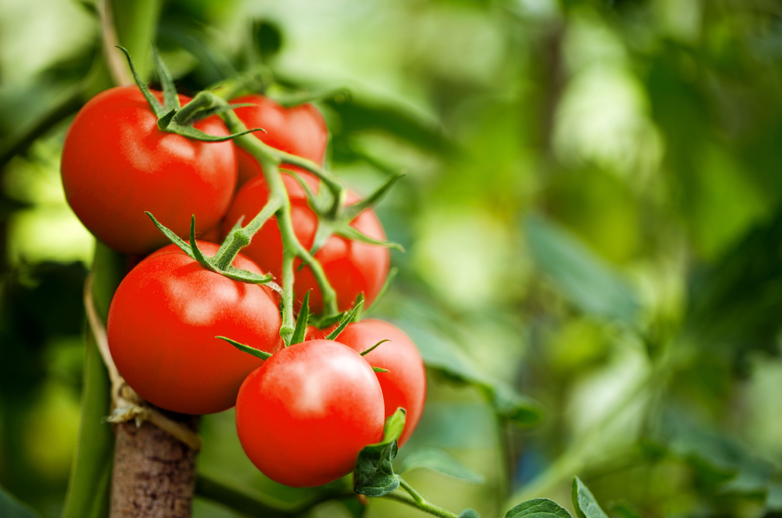 red ripe heirloom tomatoes