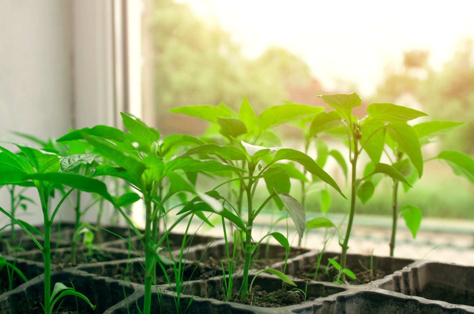 seedling on a window sill