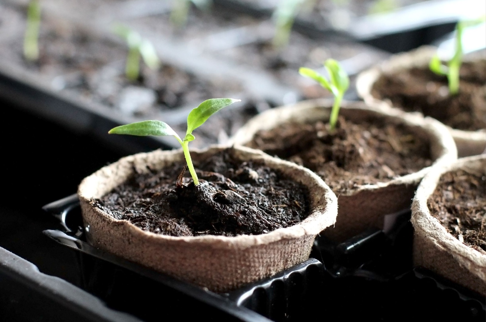 seedlings growing indoors