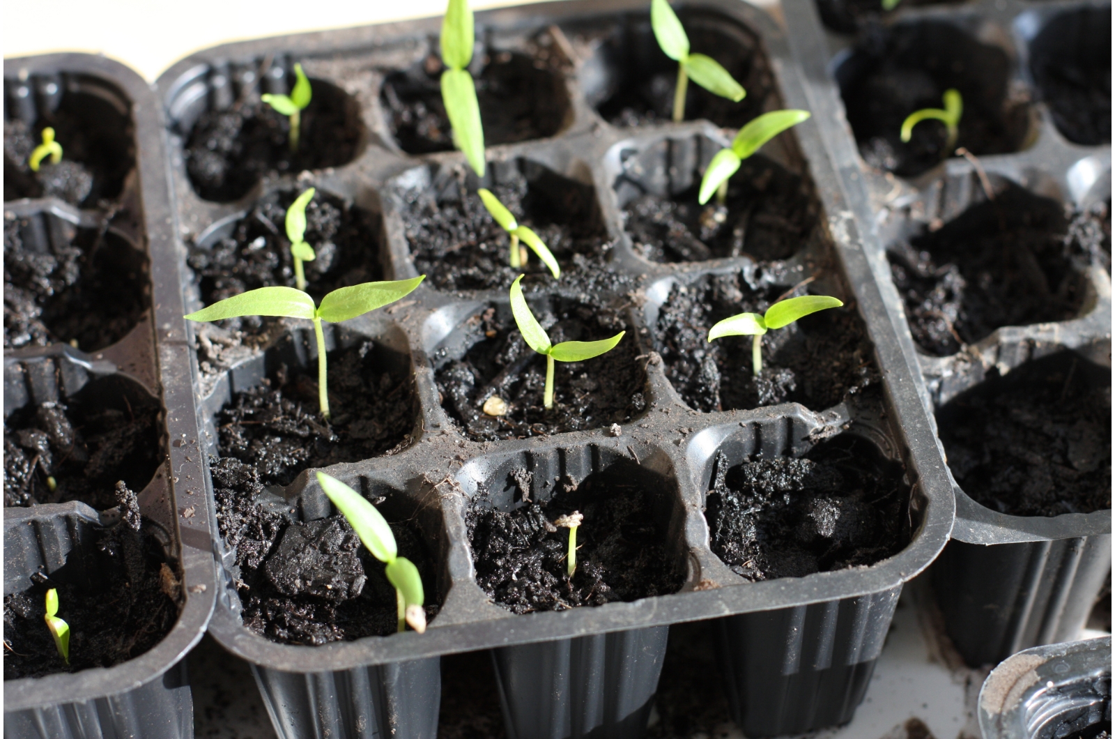 seedlings in small containers
