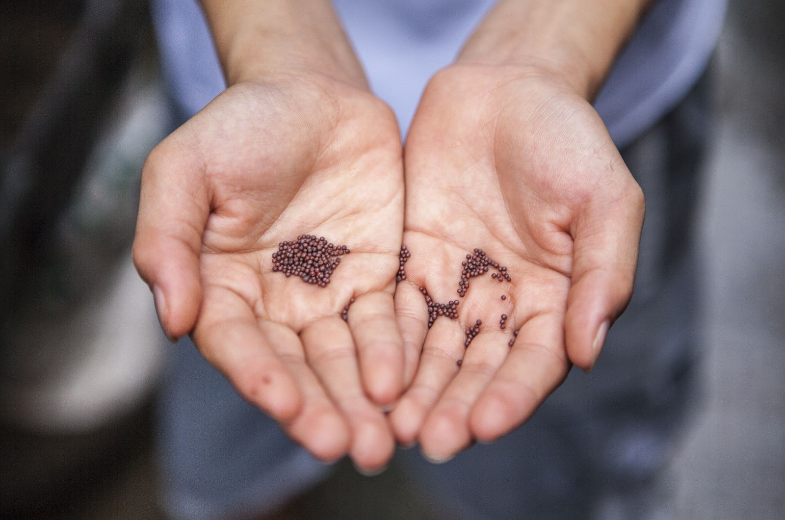 seeds in hand