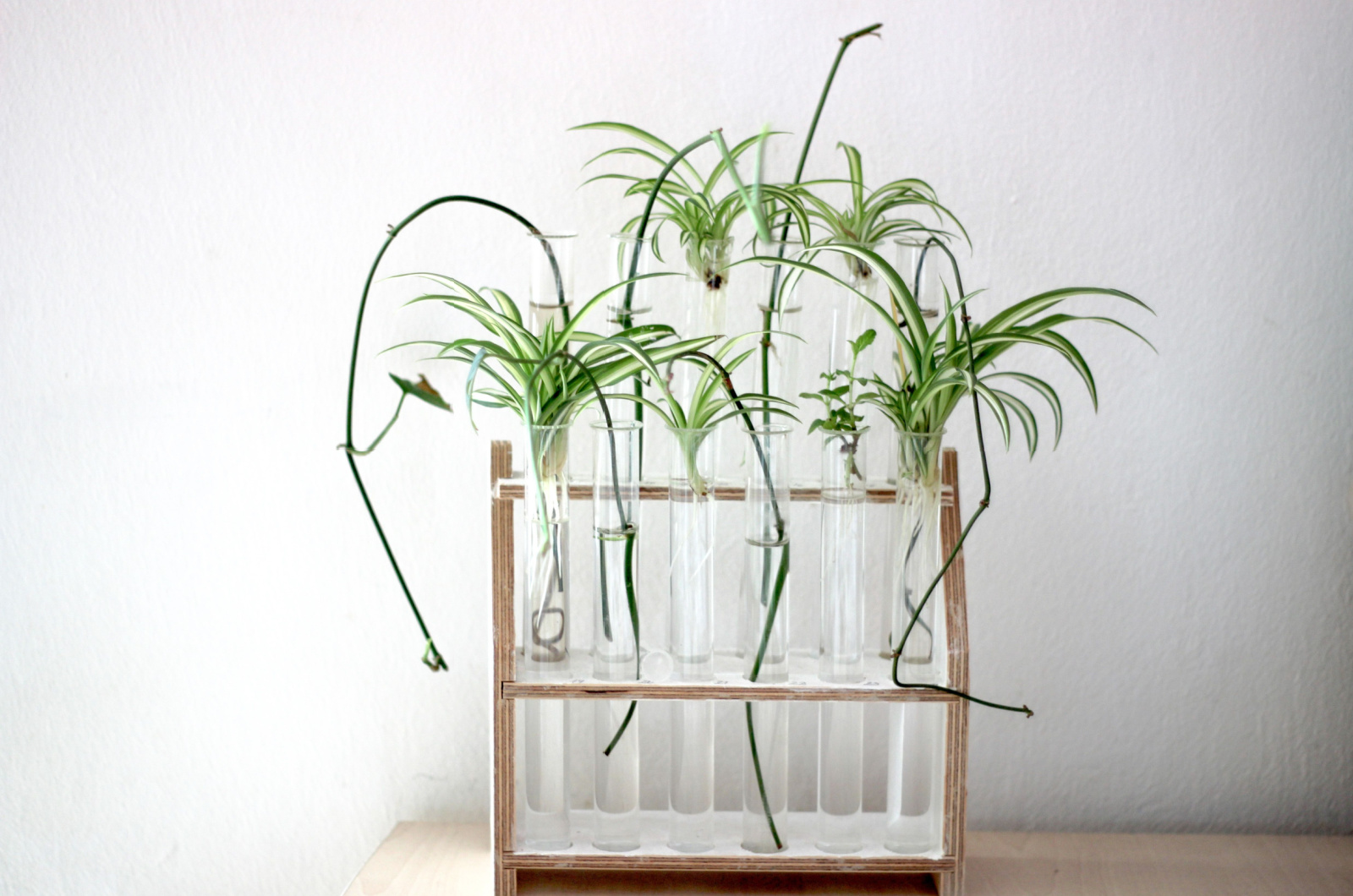selfmade propagation station with spider plant