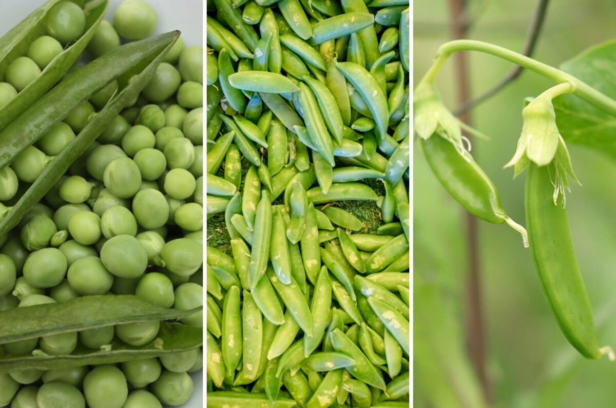 The Reason You Should Start Peas Now + How To Grow Them