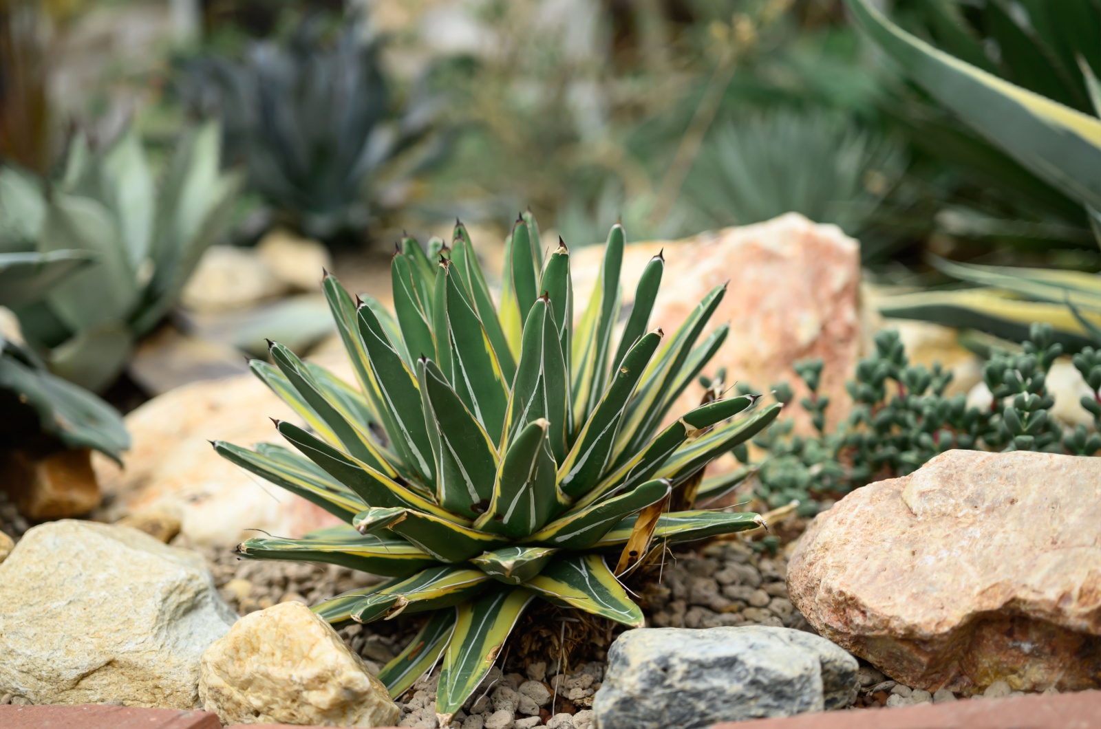 small agave plant