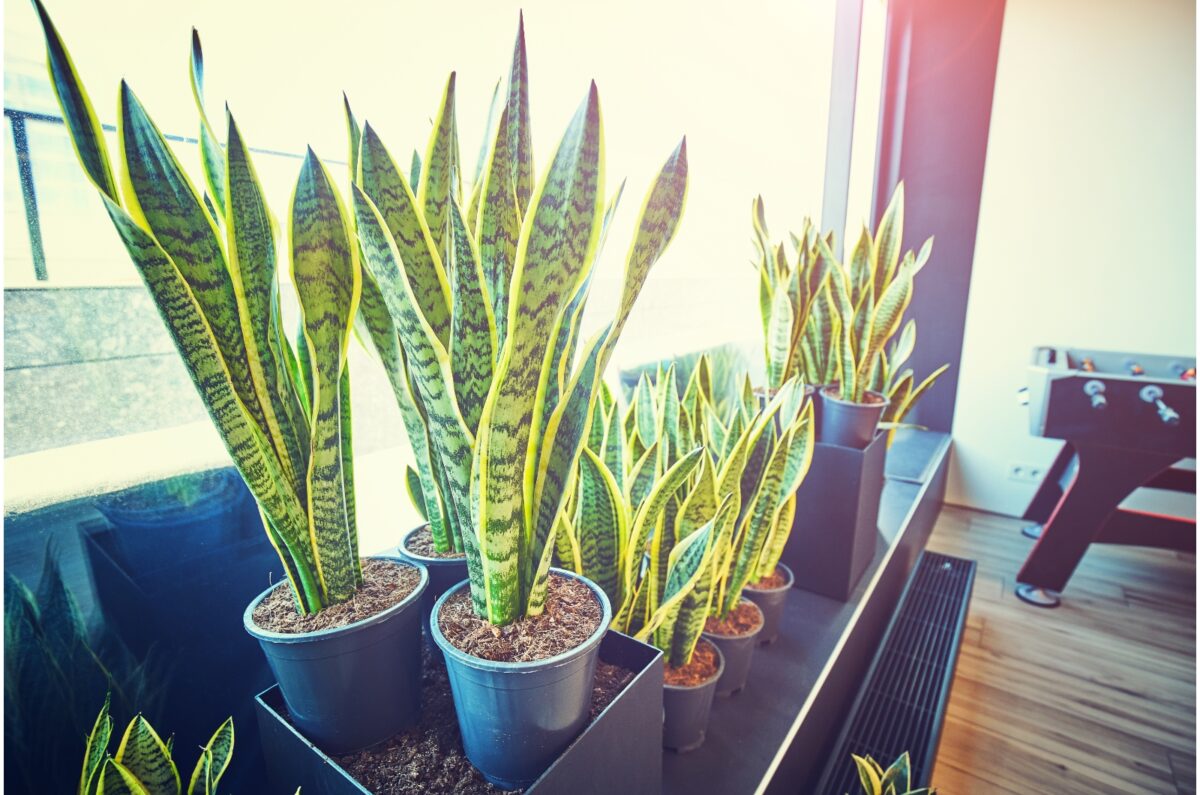 Snake Plants Near Me Discover Your Local Options