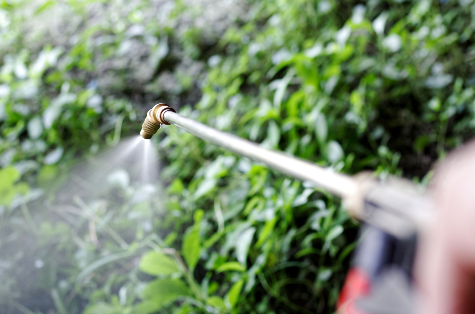 spraying herbicide