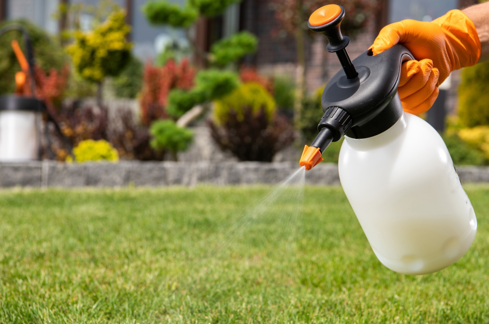 spraying the lawn