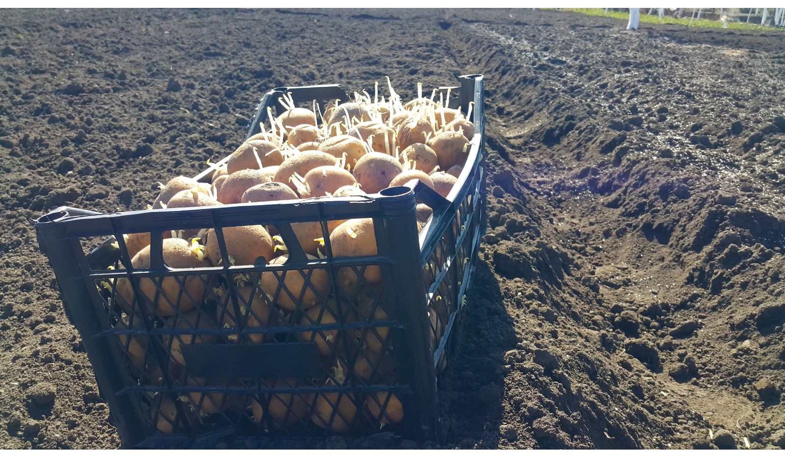 sprouted potatoes ready for planting