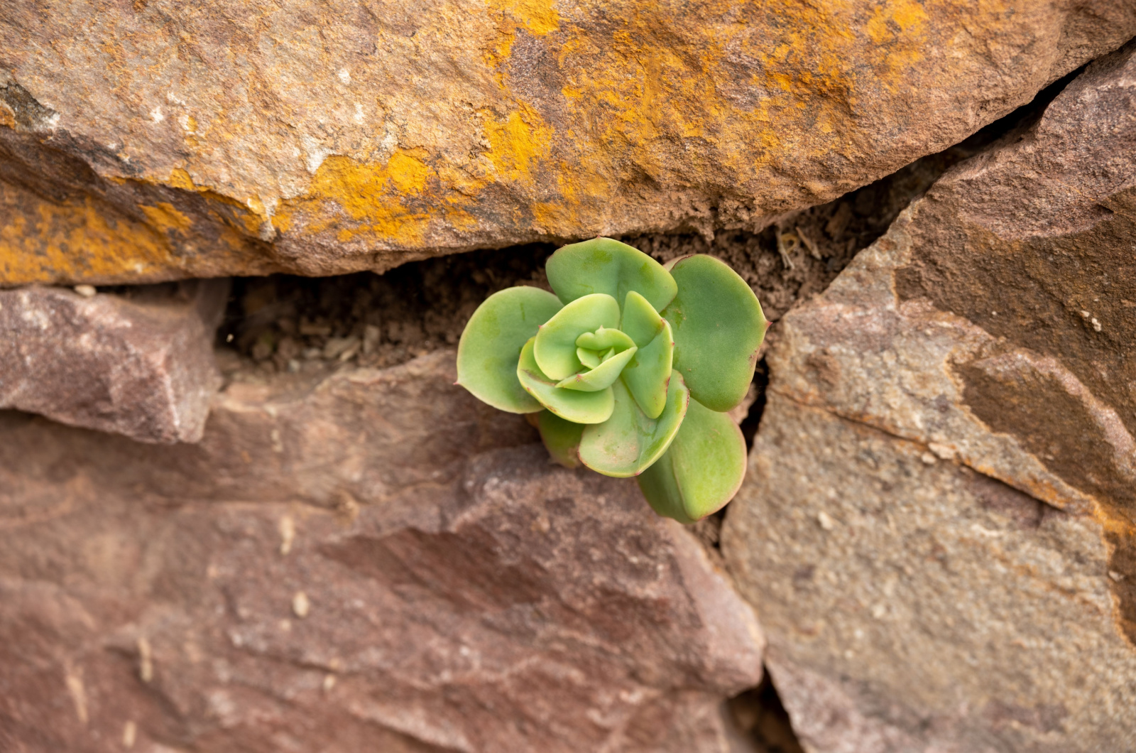 succulent growing in a stone