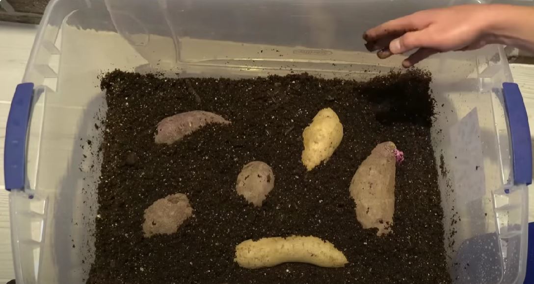 sweet potatoes in the soil
