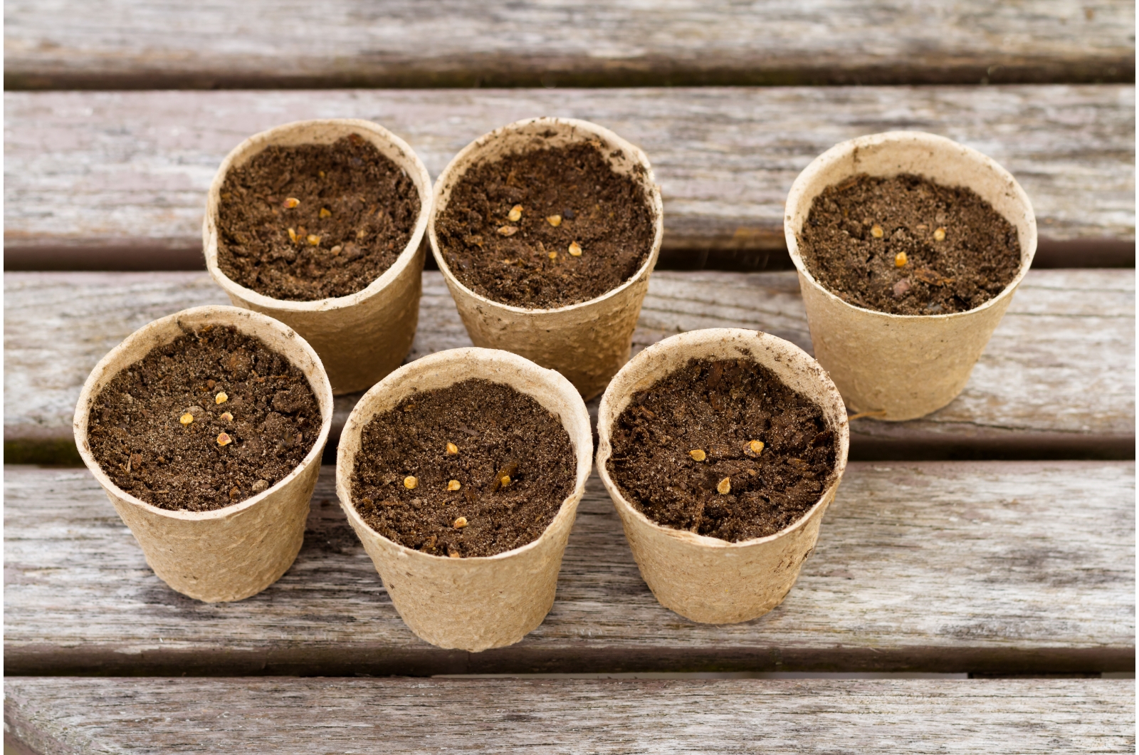 tomato seeds in peat pots