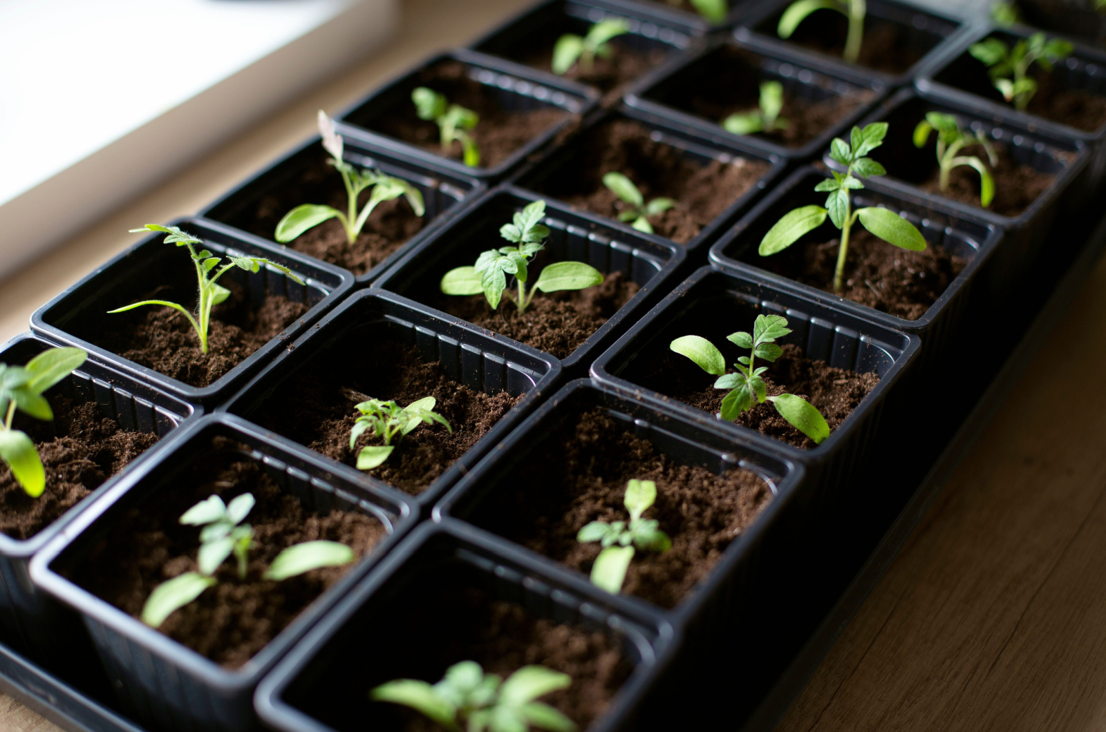 tomatoes seedling in cell trays