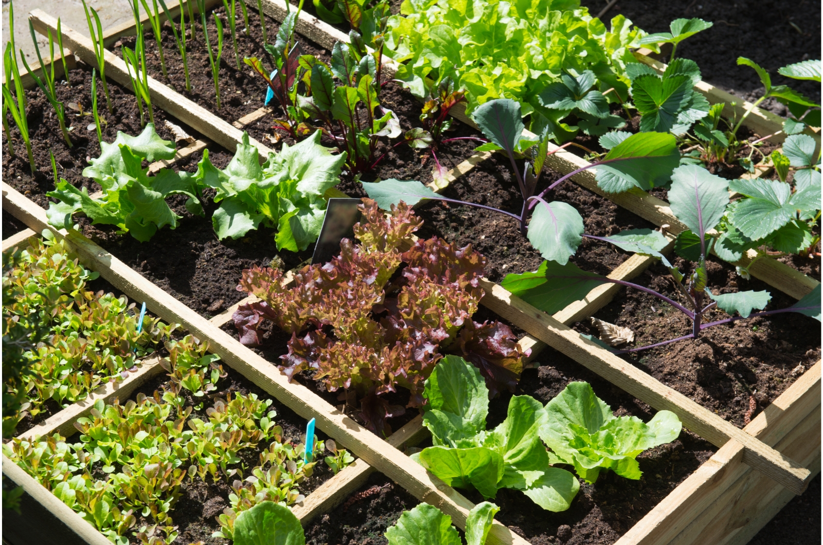 vegetable garden in raised bed