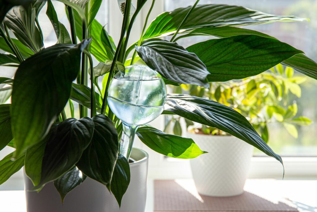 watering device globe inside potted peace lilies