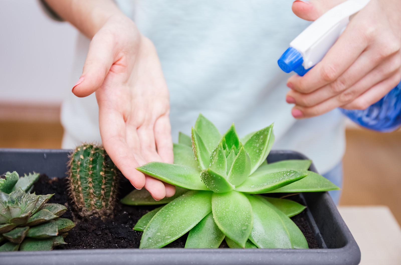 watering succulent