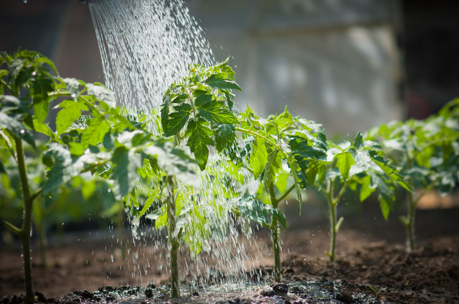 watering tomato seedling