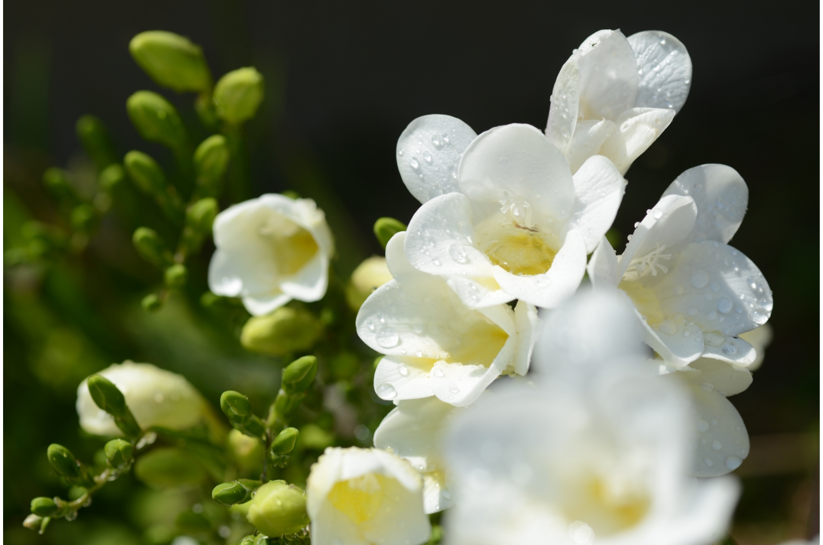 white freesia flower