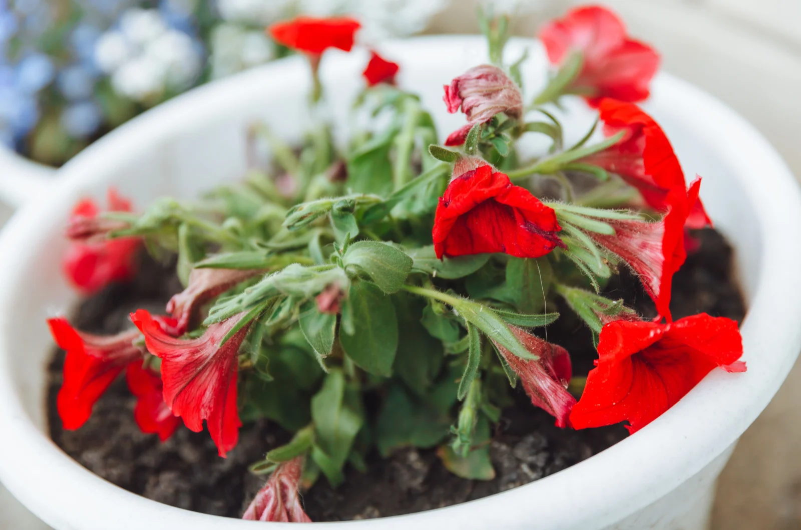 withered petunias in a pot