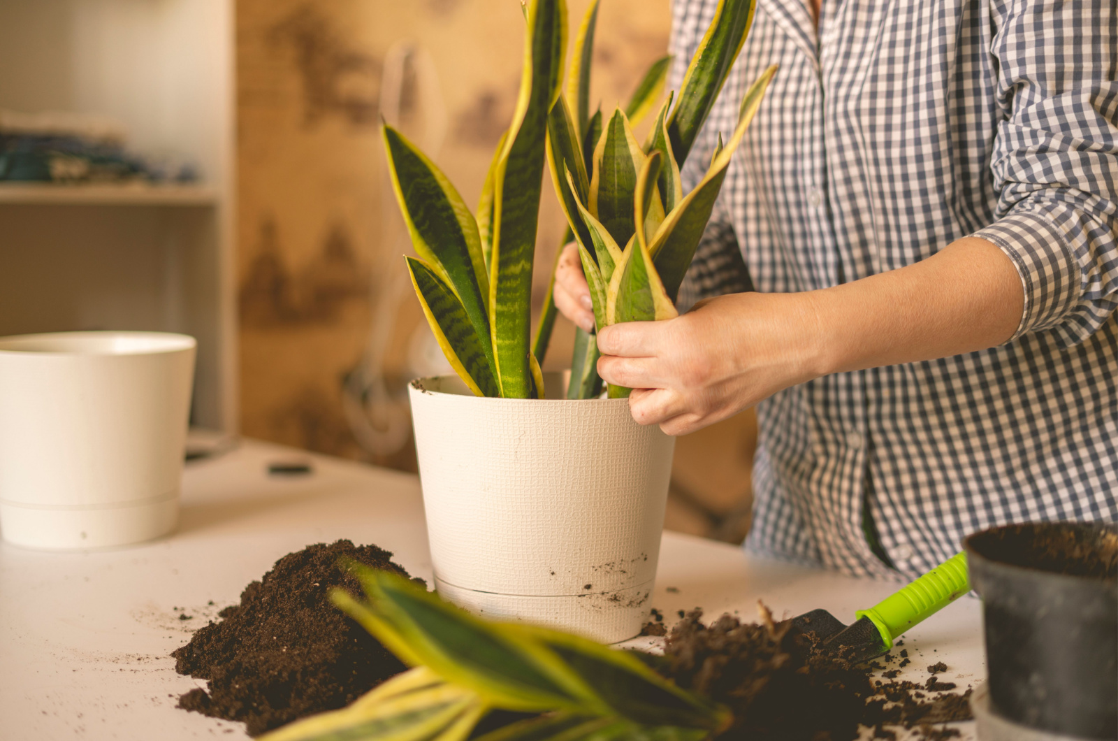 woman hands planting the snake plant in the pot