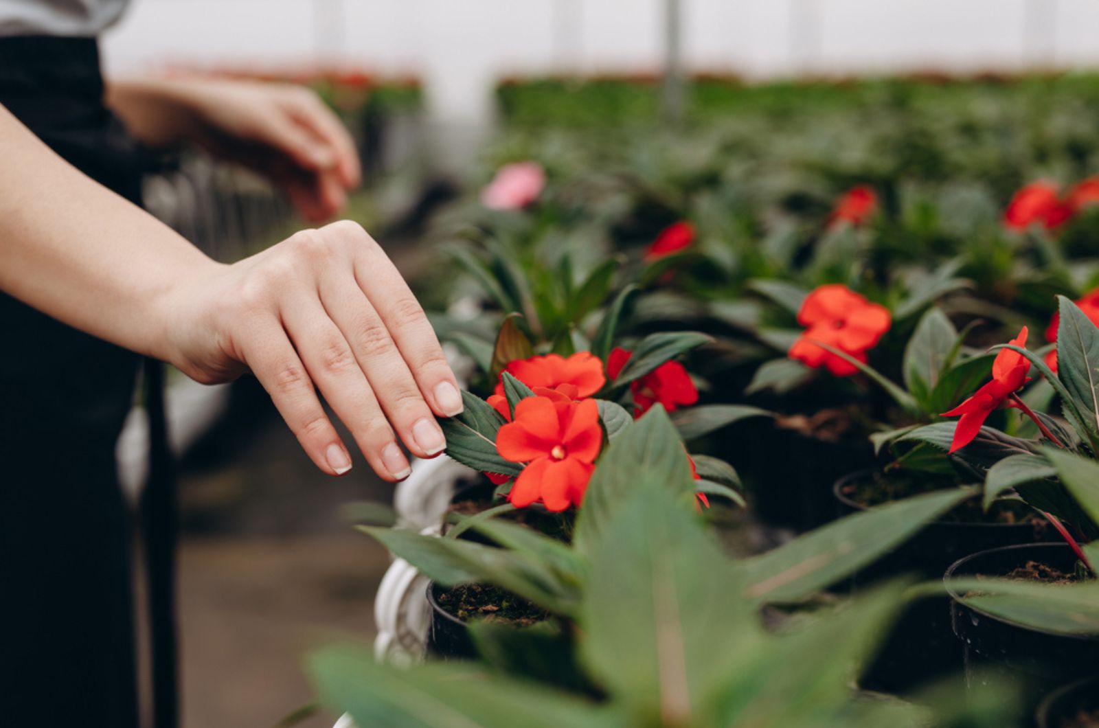 womans hands near flowerpot with begonia (1)